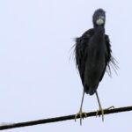 Migratory Birds on Kish Island