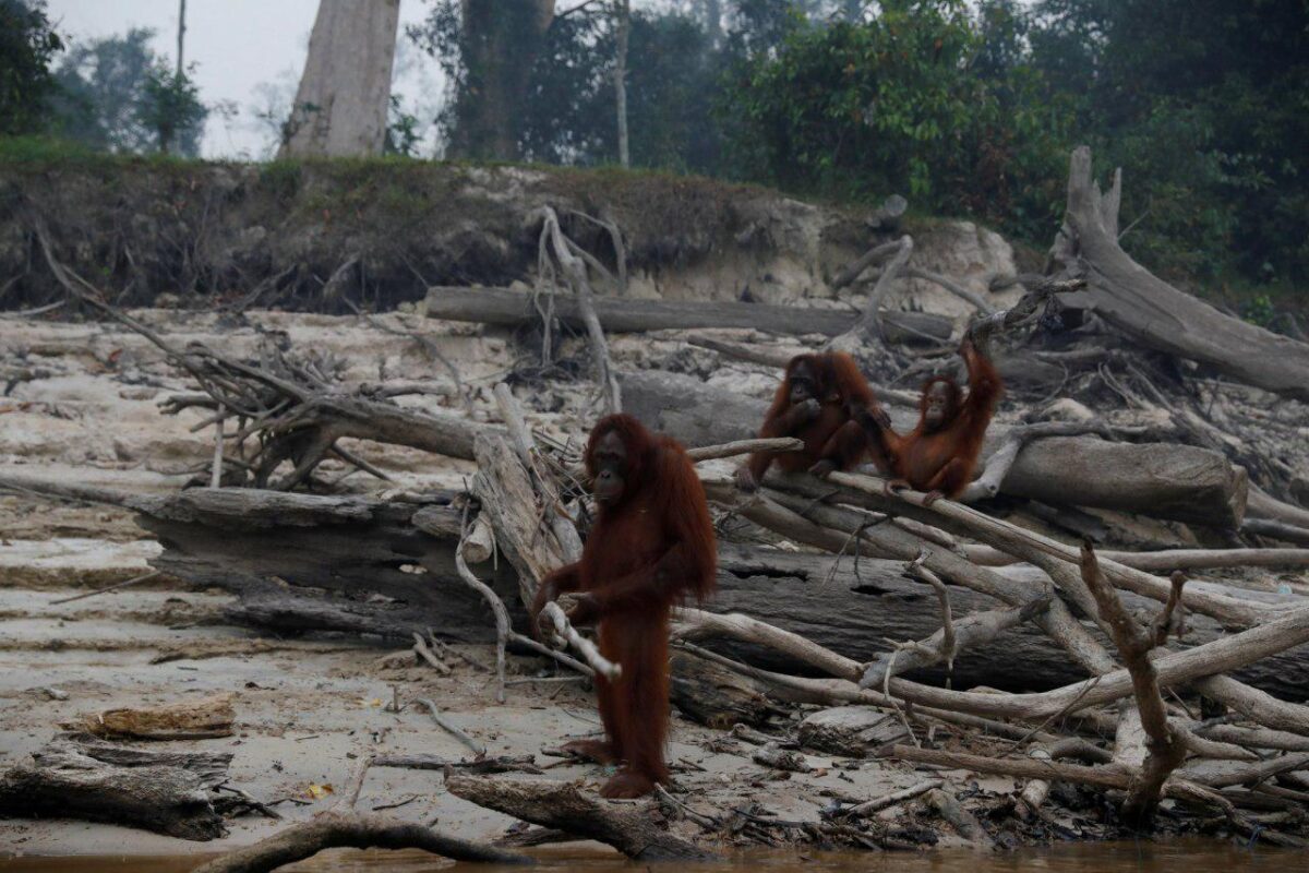 Orangutans in Indonesia