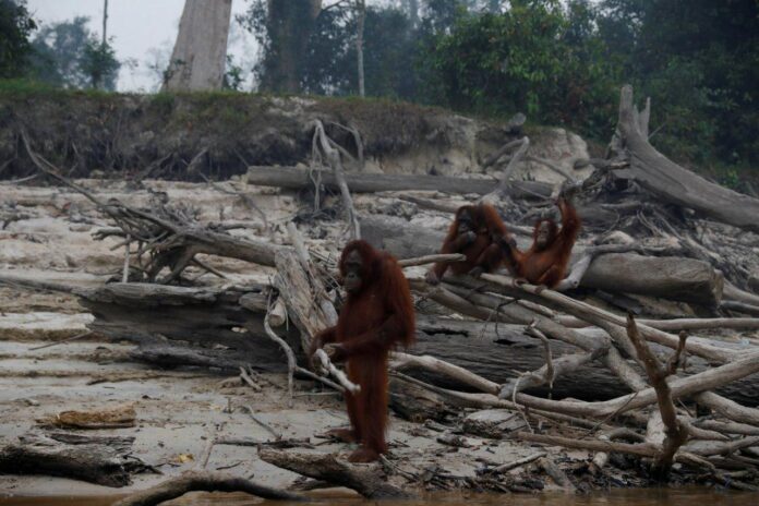 Orangutans in Indonesia