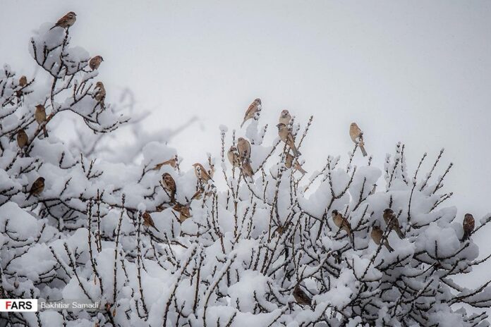 Saqqez in Western Iran Blanketed with Snow (4)