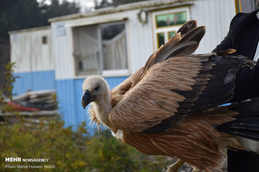 Returning Vulture to the Wild at Lavandevil Wildlife Refuge