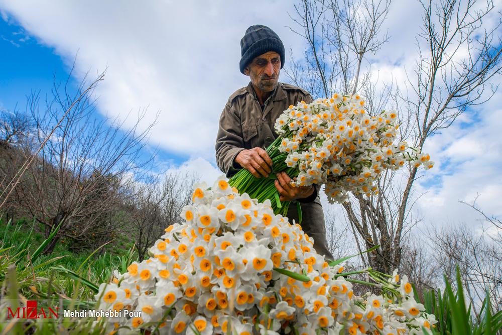 Daffodil harvest in Iran's Mazandaran