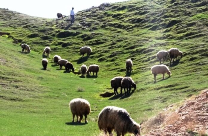 How Cheese Appeared in Iran How Cheese Appeared in Iran