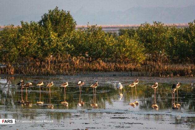 Iran’s Wetlands; Habitat of Migratory Birds in Cold Season
