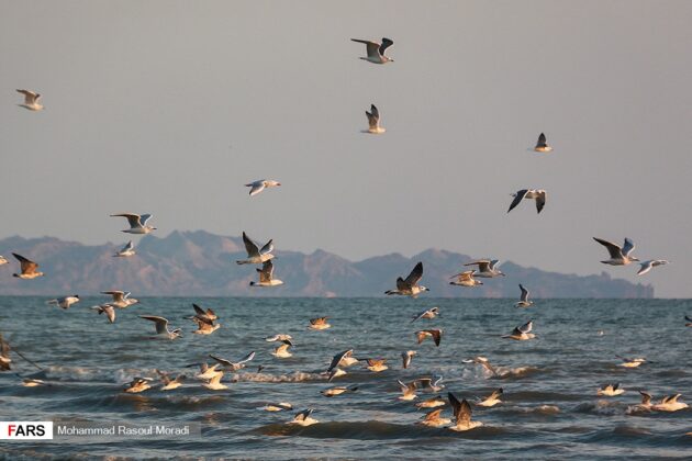 Iran’s Wetlands; Habitat of Migratory Birds in Cold Season