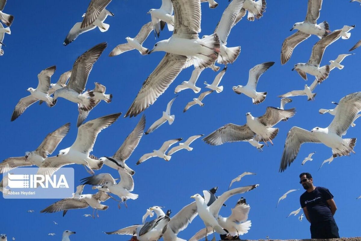 Seabirds near Coasts of Bushehr in Southern Iran