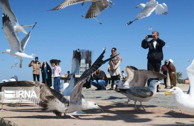 Seabirds near Coasts of Bushehr in Southern Iran