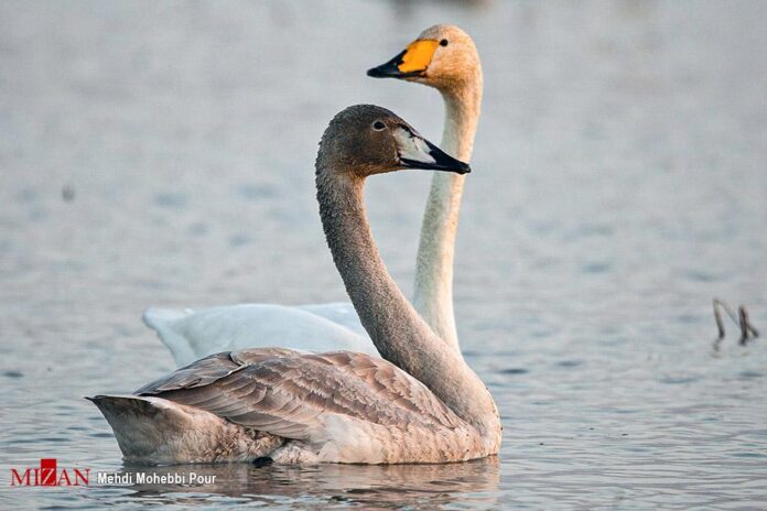 Migratory Swans in Northern Iran