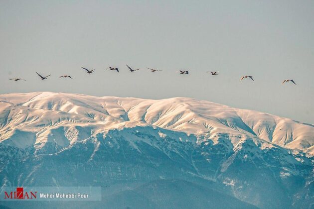 Migratory Swans in Northern Iran