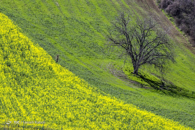 Spring in Northern Iran