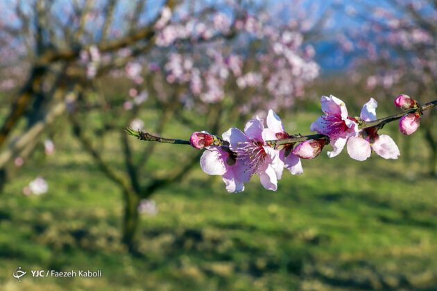 Gorgeous Blossoms Herald Arrival of Spring in Northern Iran
