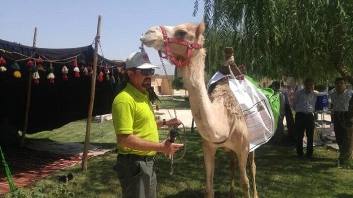 Iranian Adventurer Cuts Short Camel Journey Around World over COVID-19