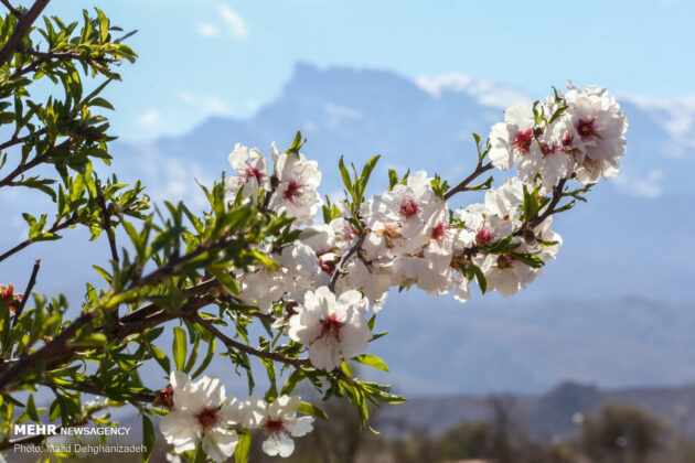 Spring Blossoms in Mehriz 13