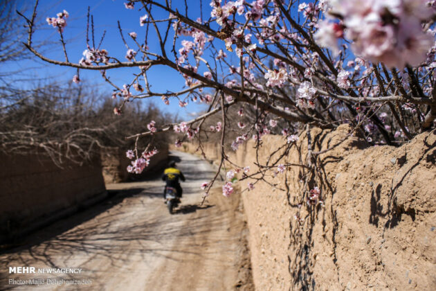 Spring Blossoms in Iran