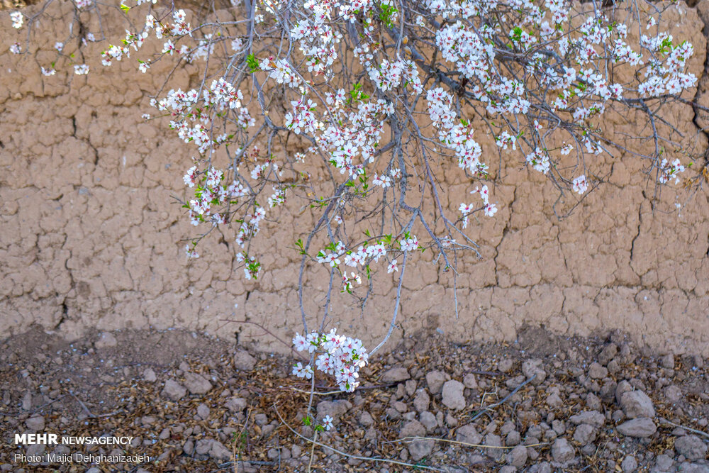Spring Blossoms in Mehriz