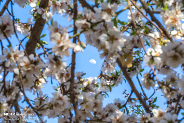 Iran’s Beauties in Photos: Spring Blossoms in Mehriz