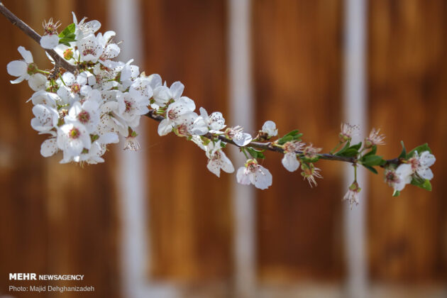 Spring Blossoms in Mehriz 13