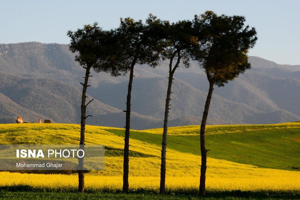 Spring in Farms of Iran's Golestan