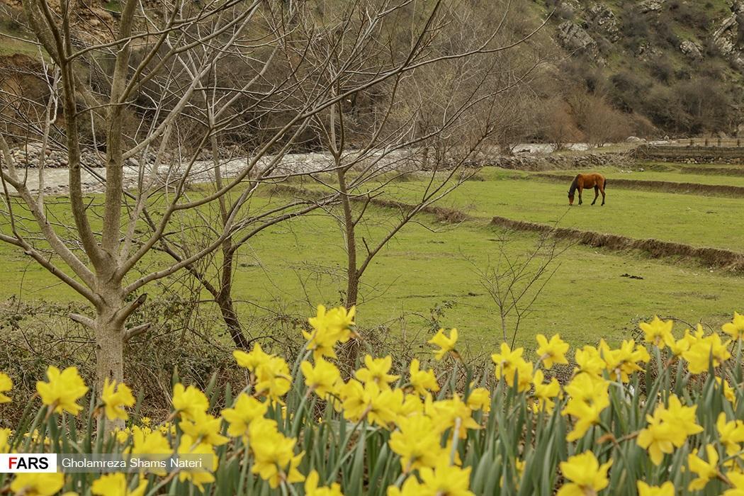 Masal Village; Centre of Daffodil Cultivation in Iran