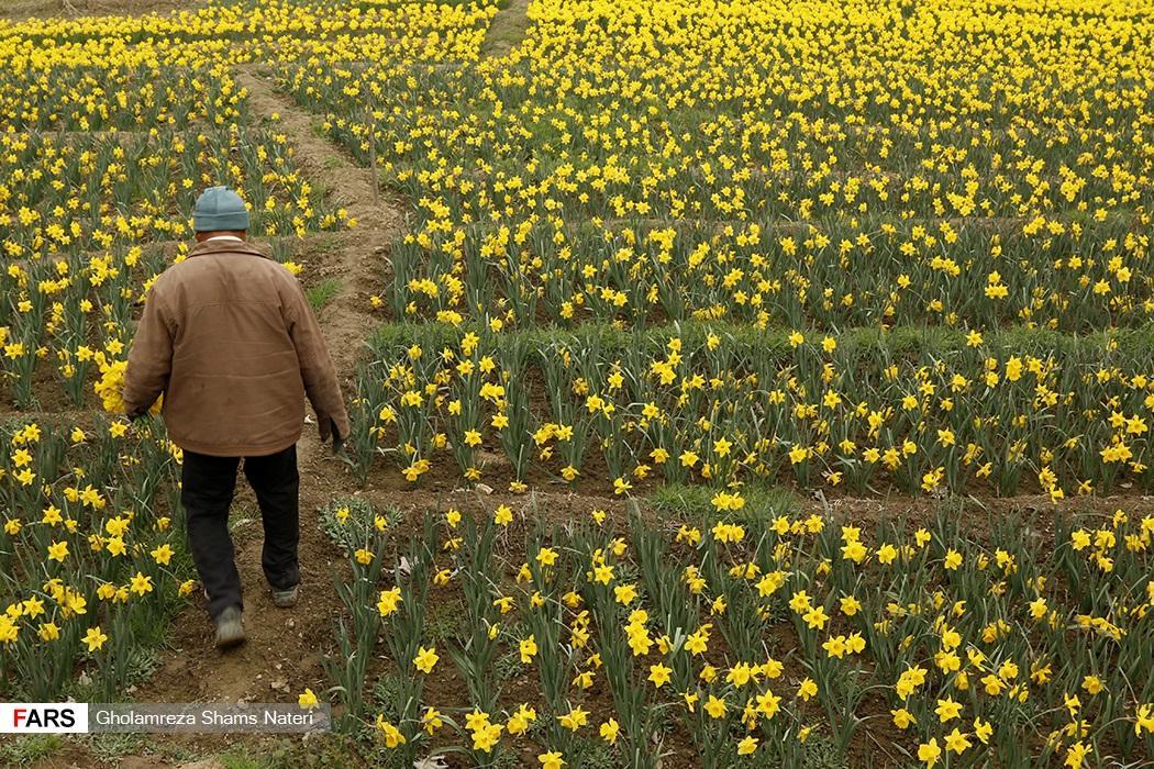 Masal Village; Centre of Daffodil Cultivation in Iran
