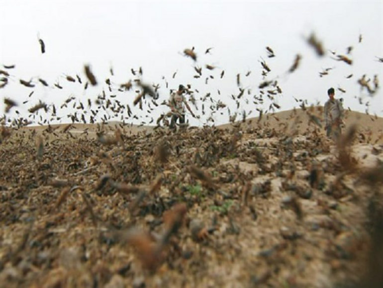 Billions of Locusts Swarm Southern Iran