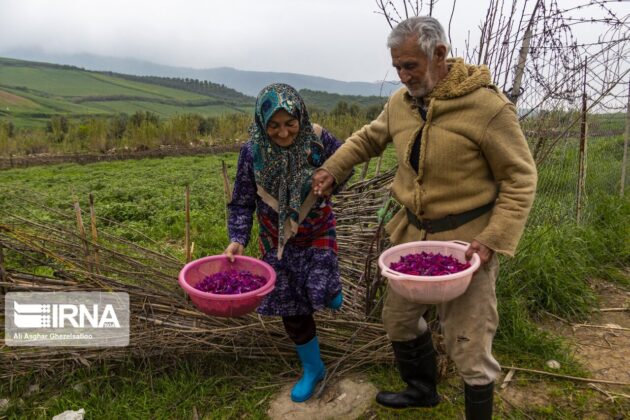 Echium Harvest in Golestan 5