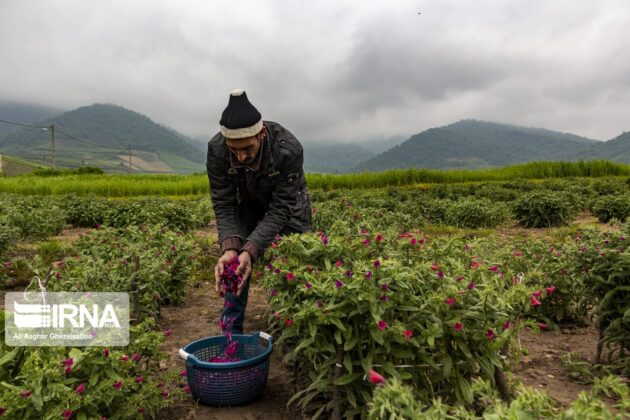 Echium Harvest in Golestan 5