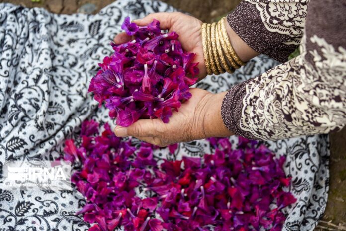 Echium Harvest in Golestan 5