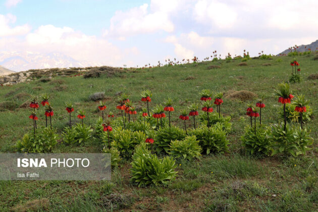 Flowers on Southwestern Iran 5