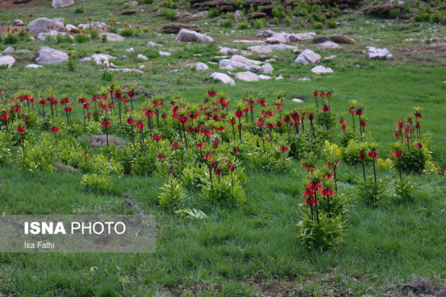Upside-Down Tulips in Southwestern Iran 5