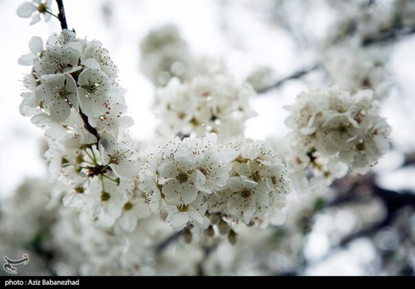 Spring blooms in southwestern Iran