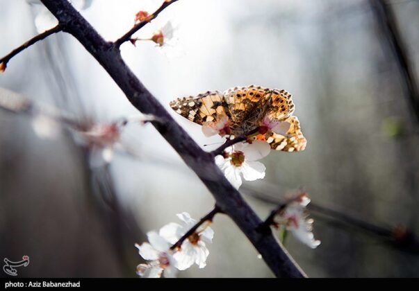 Spring Blooms in Hanam, Lorestan 16
