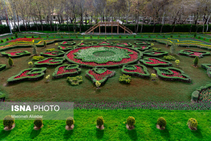 Tulip Festival Underway in Iran with No Visitors 1