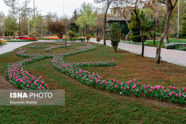 Tulip Festival Underway in Iran with No Visitors 1
