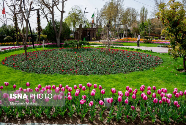 Tulip Festival Underway in Iran with No Visitors 1