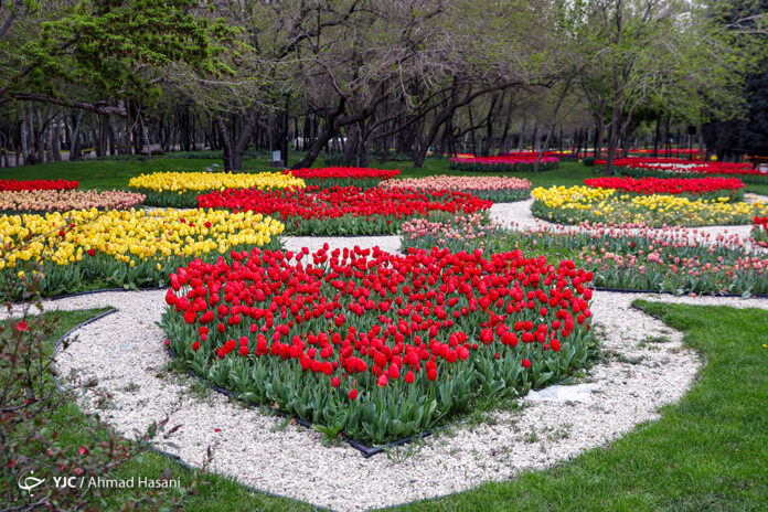 Tulip Festival of Mashhad 1