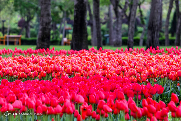 Flowers of Iran