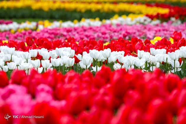 Tulip Festival of Mashhad 1