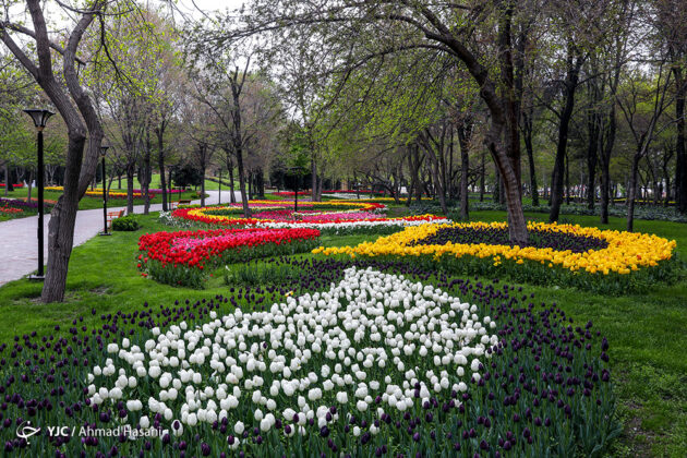 Tulip Festival of Mashhad 1