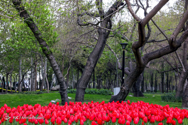 Tulip Festival of Mashhad 7