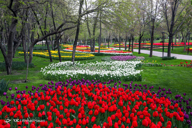 Tulip Festival of Mashhad 7