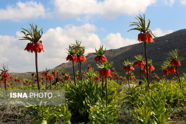 Flowers in Southwestern Iran 5