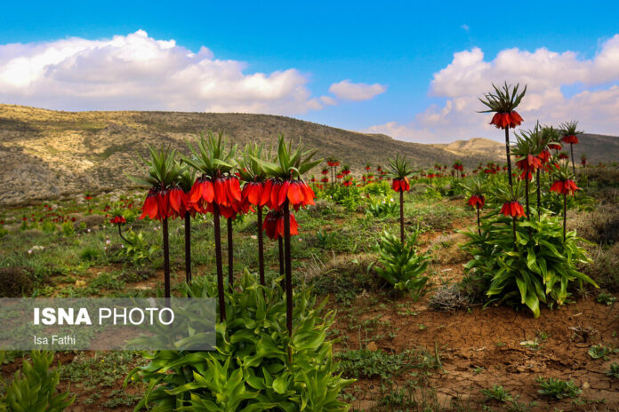 Upside-Down Tulips in Mourpiseh Plain 3