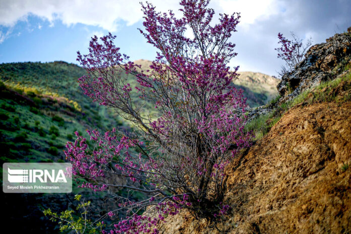 Valley of Judas Trees in Kurdistan 2