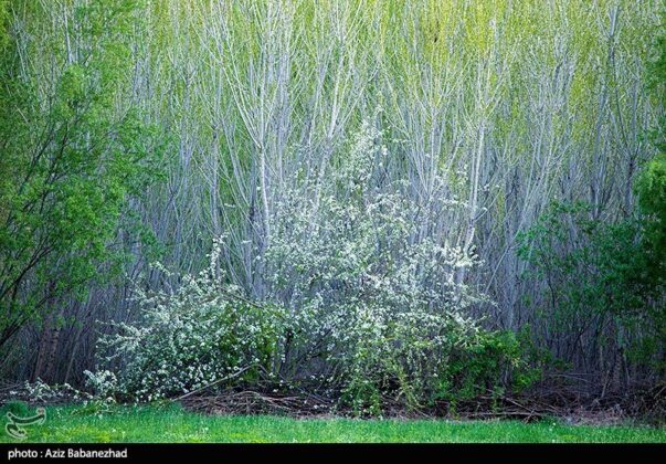 Wonderful Nature of southwestern Iran 5