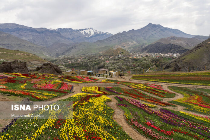 Alborz Tulip Farms