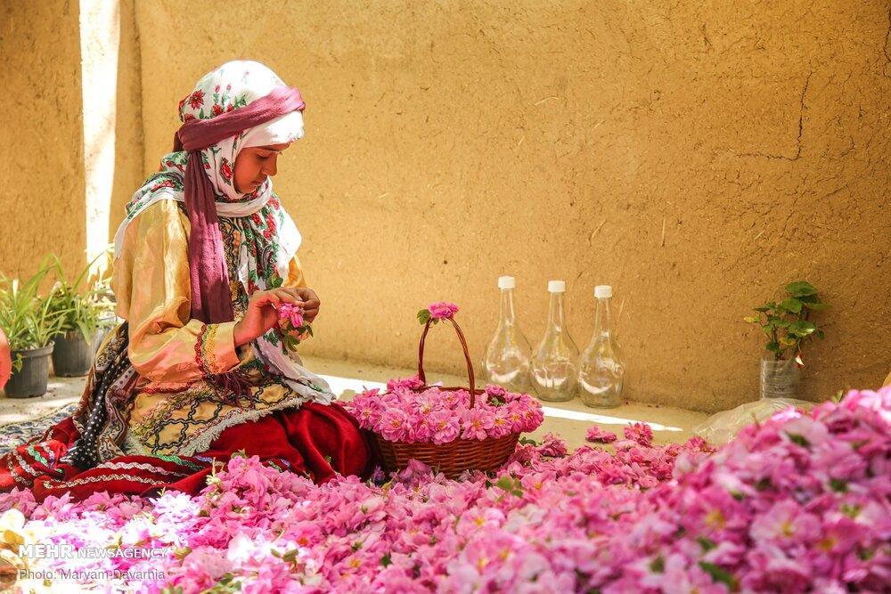 Damask Rose Harvest in Iran’s Bojnourd