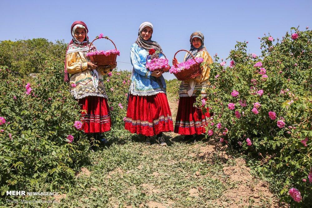 Damask Rose Harvest in Iran’s Bojnourd