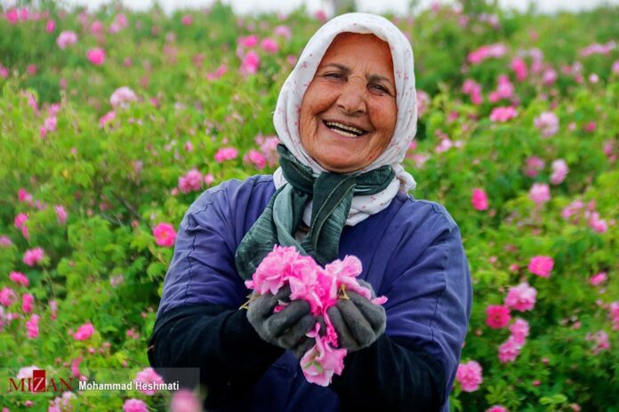 Farmers in Iran's Northeast Start Harvesting Damask Rose