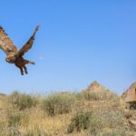 Releasing Birds of Prey Back to Qom Wilderness